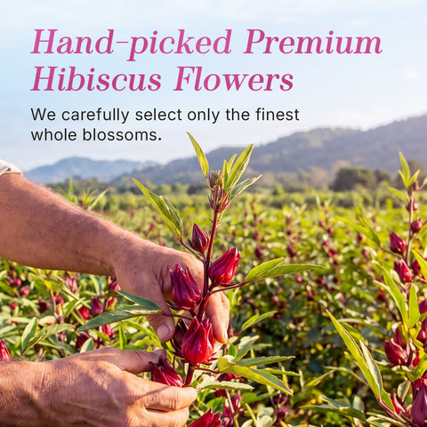 Natural Hibiscus Flowers Herbal Tea