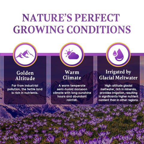 Superior Saffron Threads (Super Negin)